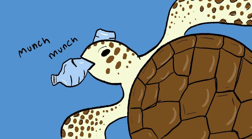 sea turtle eating plastic