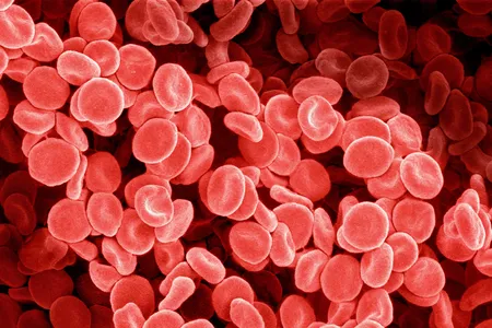 Human red blood cells at 1,000 times magnification.&nbsp;