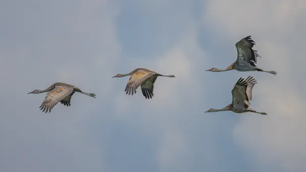 Foursome flying formation thumbnail