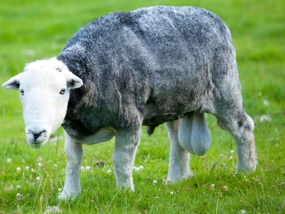This scrotal male certainly isn't sheepish.