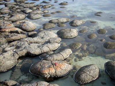 Stromatolites today in Shark Bay, Australia—living fossils of the first microbial communities on early Earth.