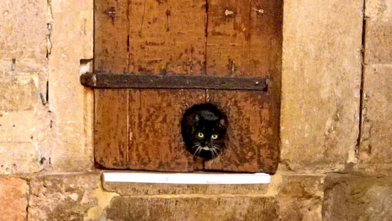Covering up old shop cat flap