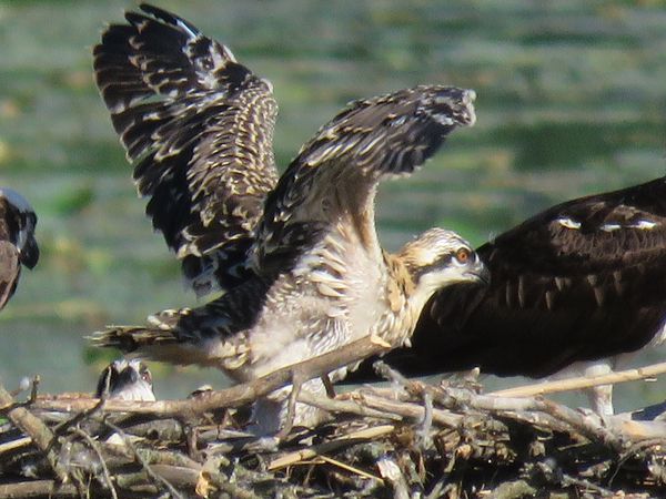 Osprey child thumbnail