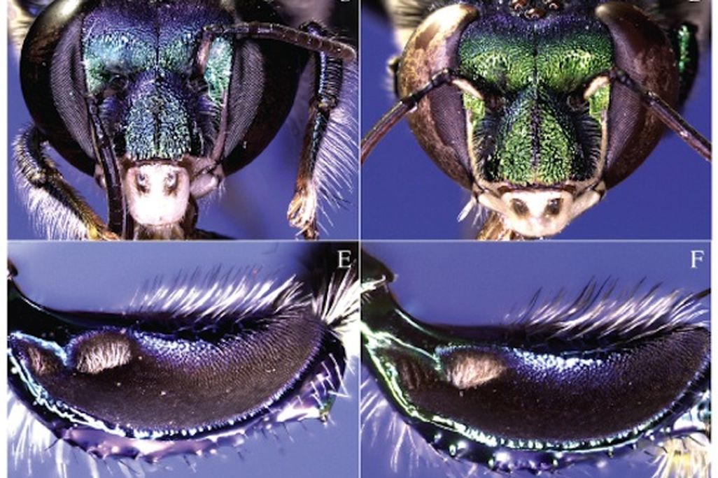 new species