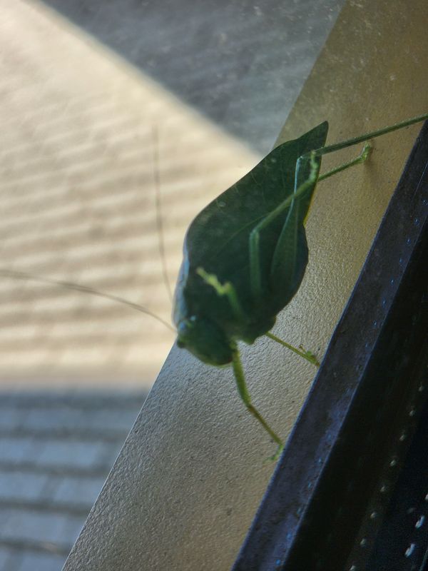 A preying mantis staring at me thumbnail
