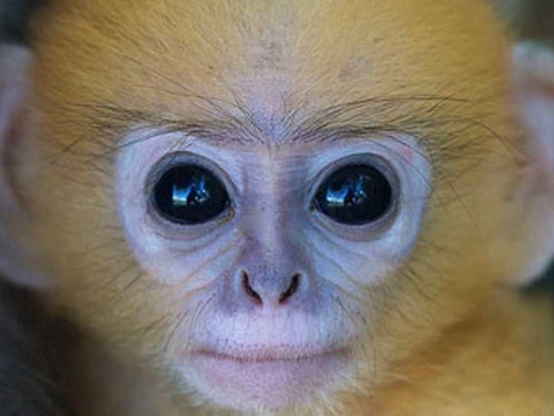 Monkeys experience the visual world the same way people do