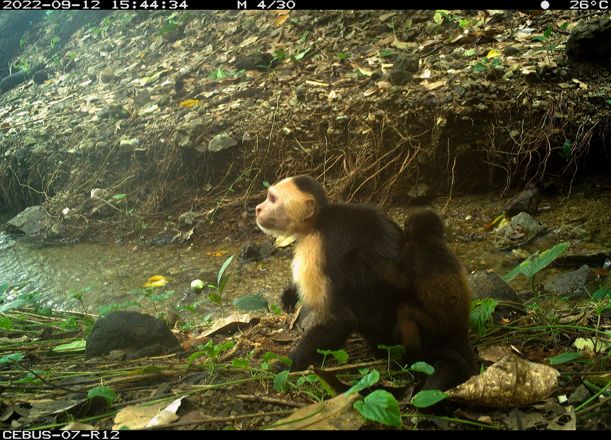Monkey-Nappers! A Group of Capuchin Monkeys Caught on Camera With ...