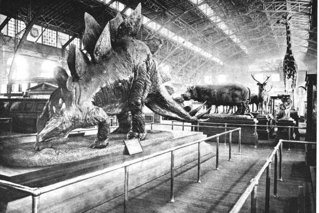 20110520083312stegosaurus-smithsonian.jpg