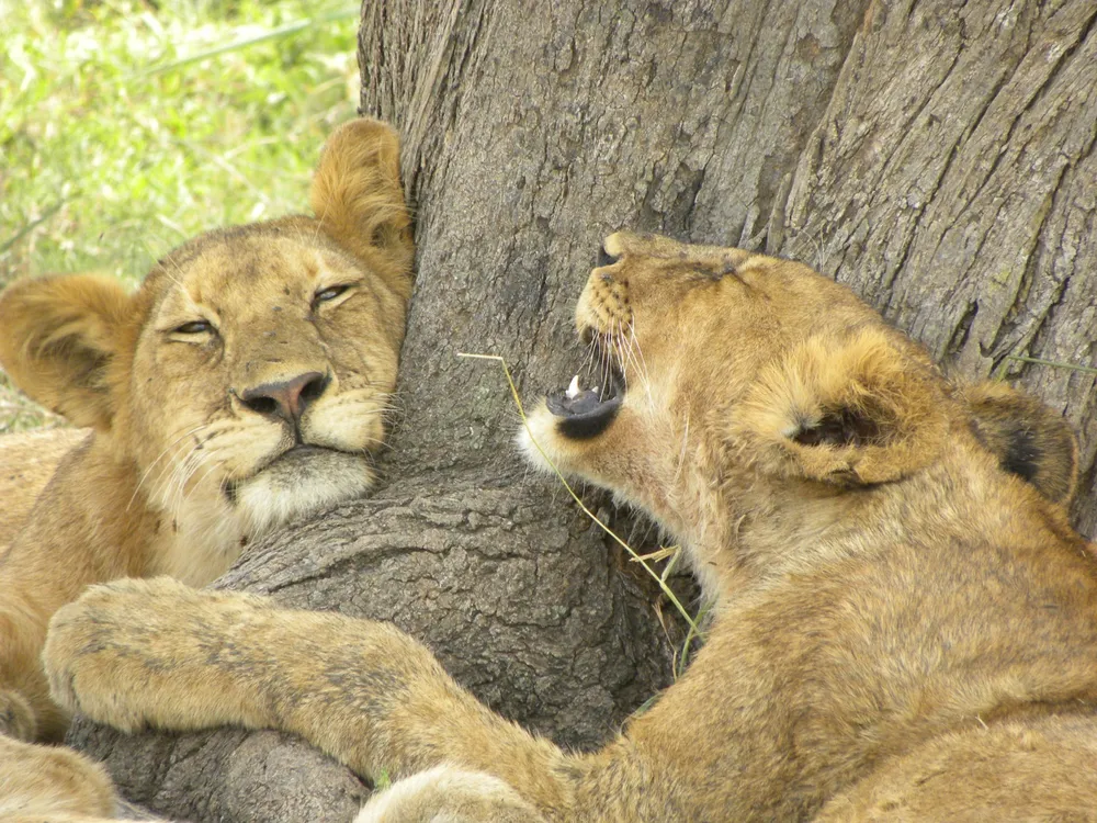 Two lions lounging by a tree.