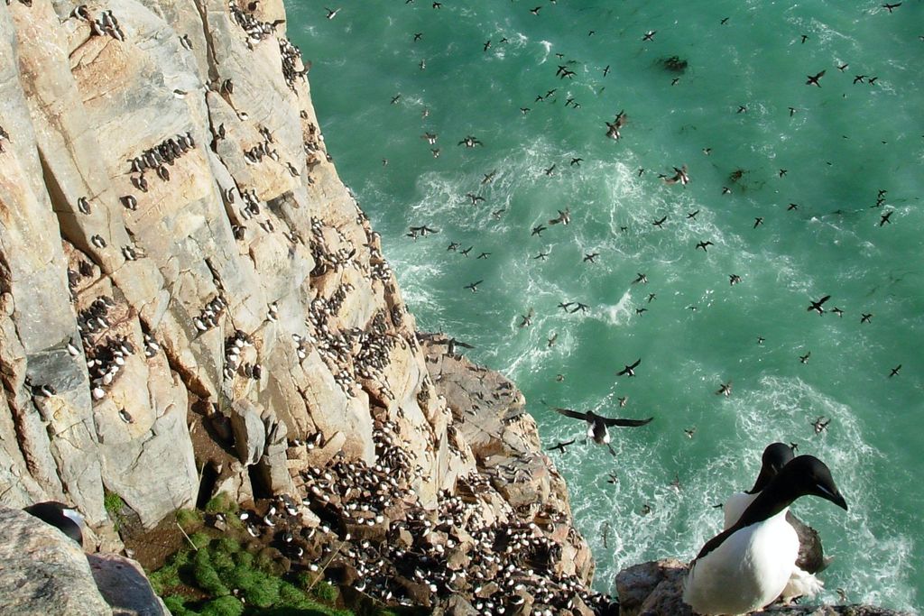 murres on cliffs.jpg