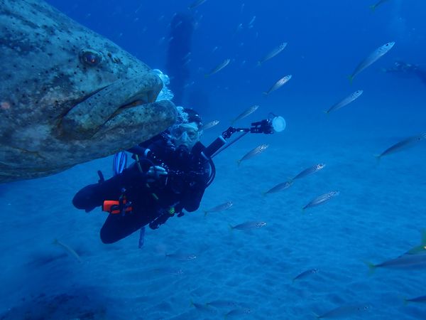 Goliath Grouper with Sue thumbnail