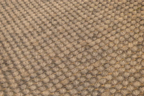 Winter Geometry thumbnail