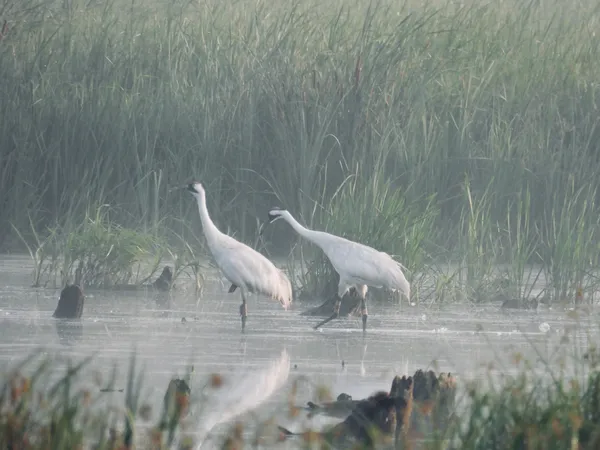 Whooping Cranes in the misty fog on an early morning at Horicon National Marsh in Horicon, Wisconsin. thumbnail