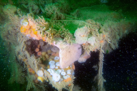An underwater view of the V-1302 John Mahn, which has rested at the bottom of the North Sea since February 1942