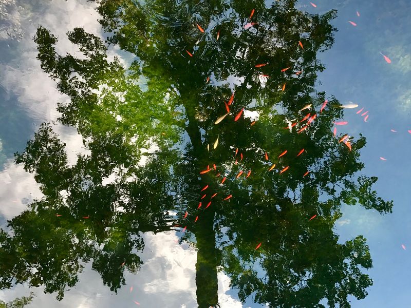 Fish swimming in tree refleciton Smithsonian Photo Contest