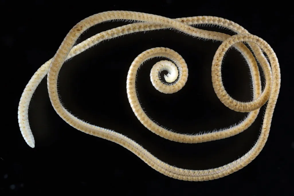 A long pale millepede coiled on a black backdrop