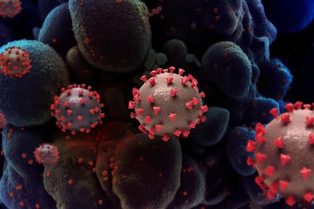 An artistic representation of SARS-CoV-2, the virus that causes COVID-19. (NIAID)