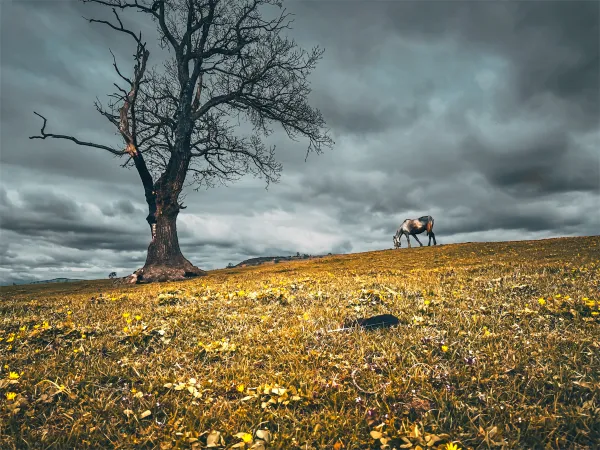 Horse grazing near a lonely tree thumbnail