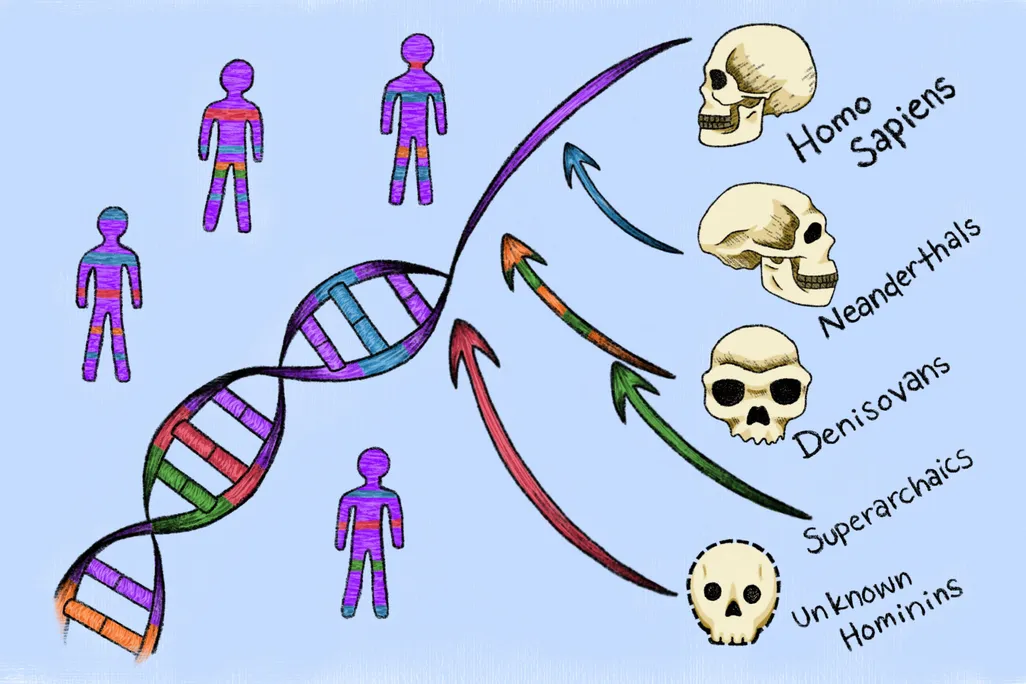 a diagram of a homo sapiens DNA helix showing the contribution of various relatives