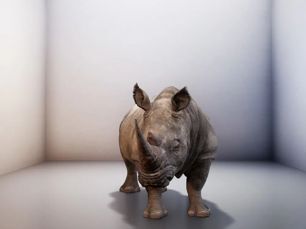 digitally rendered northern white rhino in white box