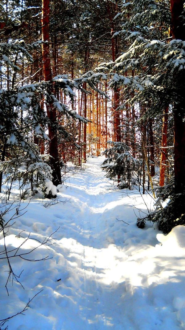snowy trail thumbnail