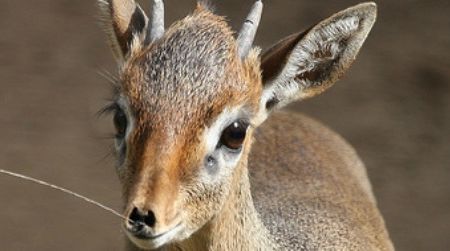 A baby Cavendish's dik-dik at the San Diego Zoo