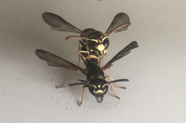 Wasps Mating  Hockley Texas thumbnail