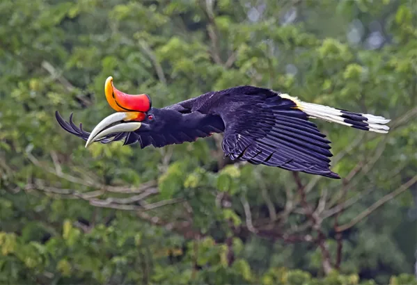 Rhinoceros hornbill in flight thumbnail