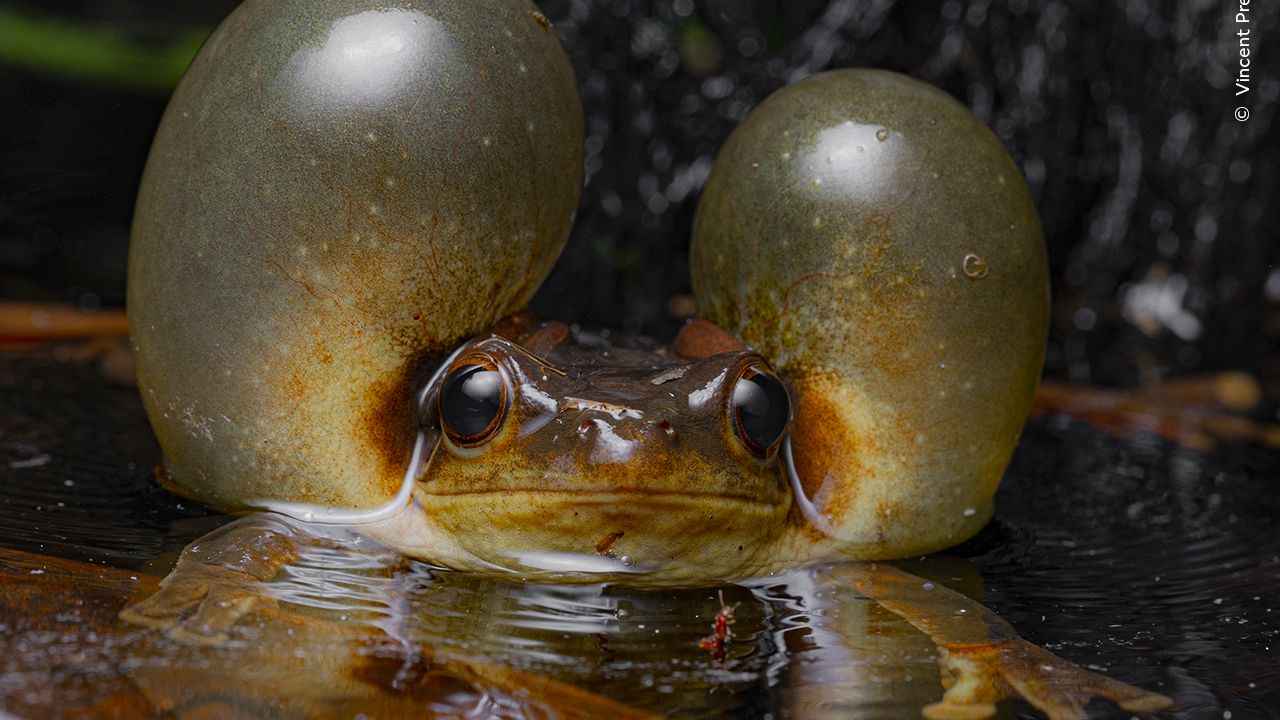 vincent_premel_wildlife_photog