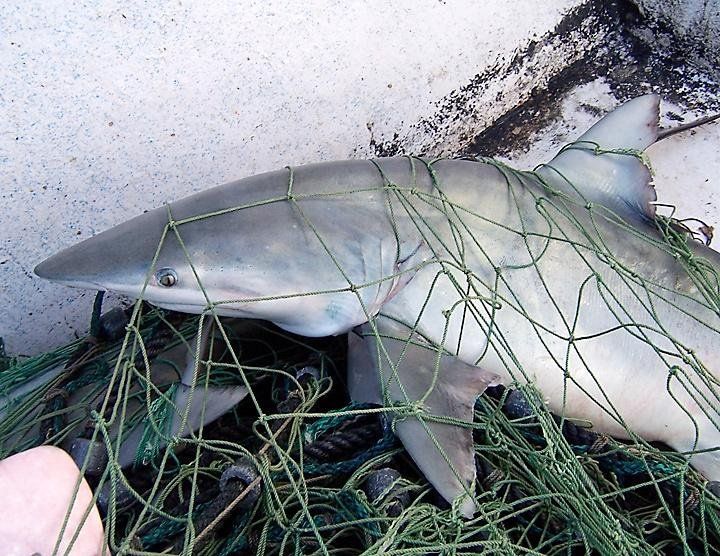 millions of sharks become bycatch