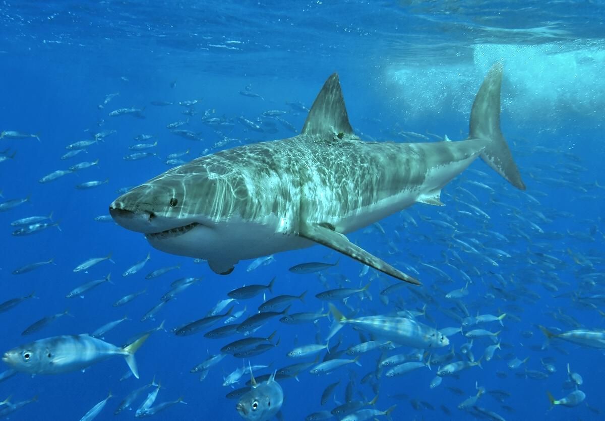 great white shark in shallow water