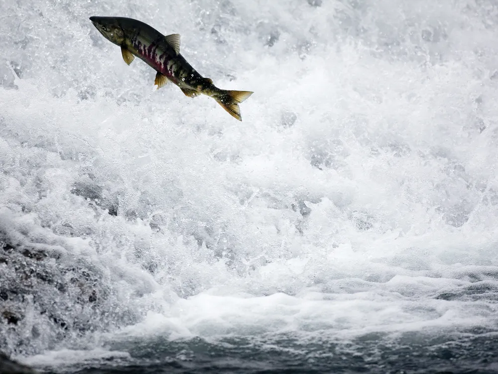 A salmon leaps upstream through churning water