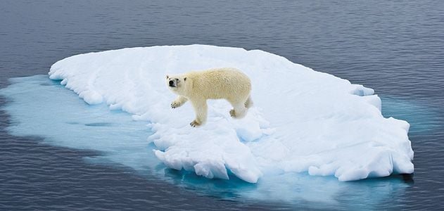 Melting sea ice is a threat to many Arctic species, including polar bears.