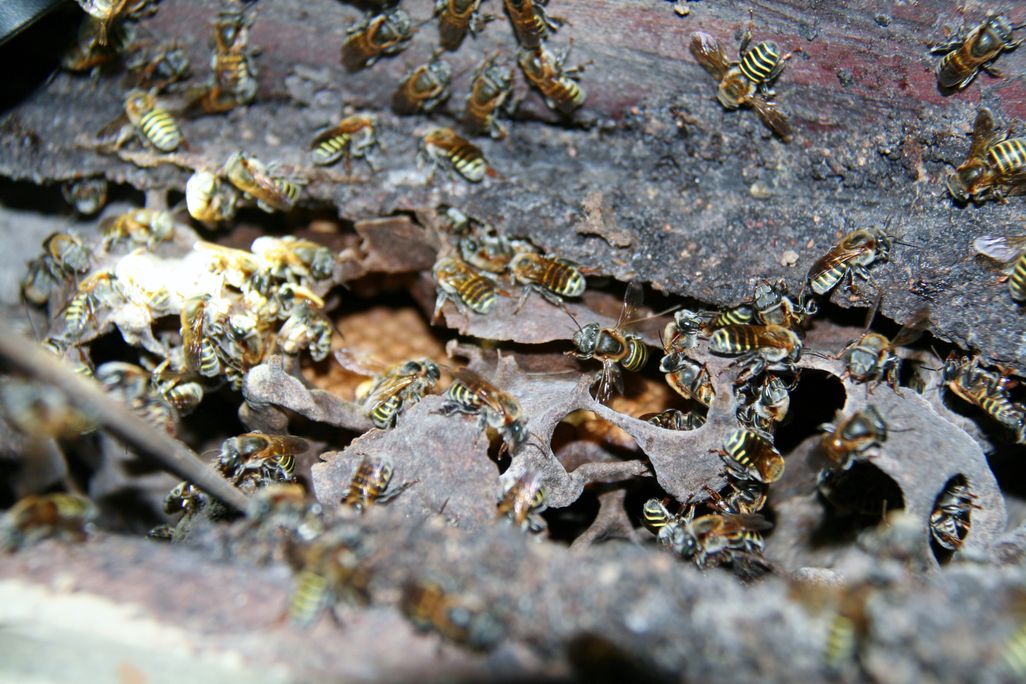 Bees-Honey-Making-Stingless