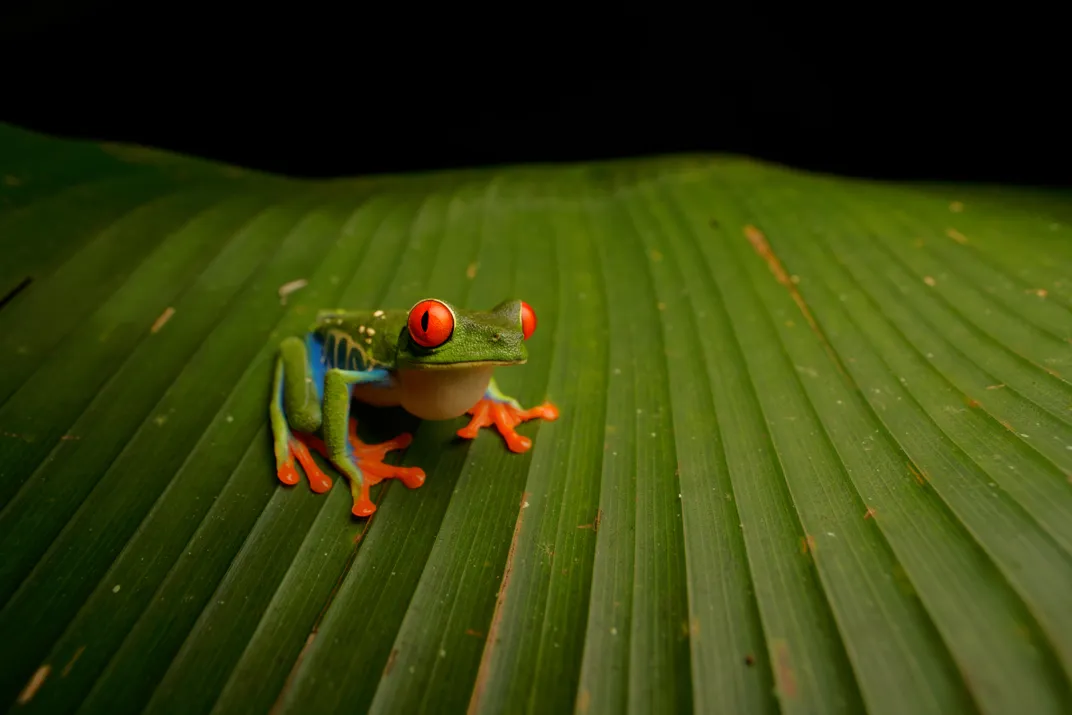 A Red Eyed frog sits on a large leaf