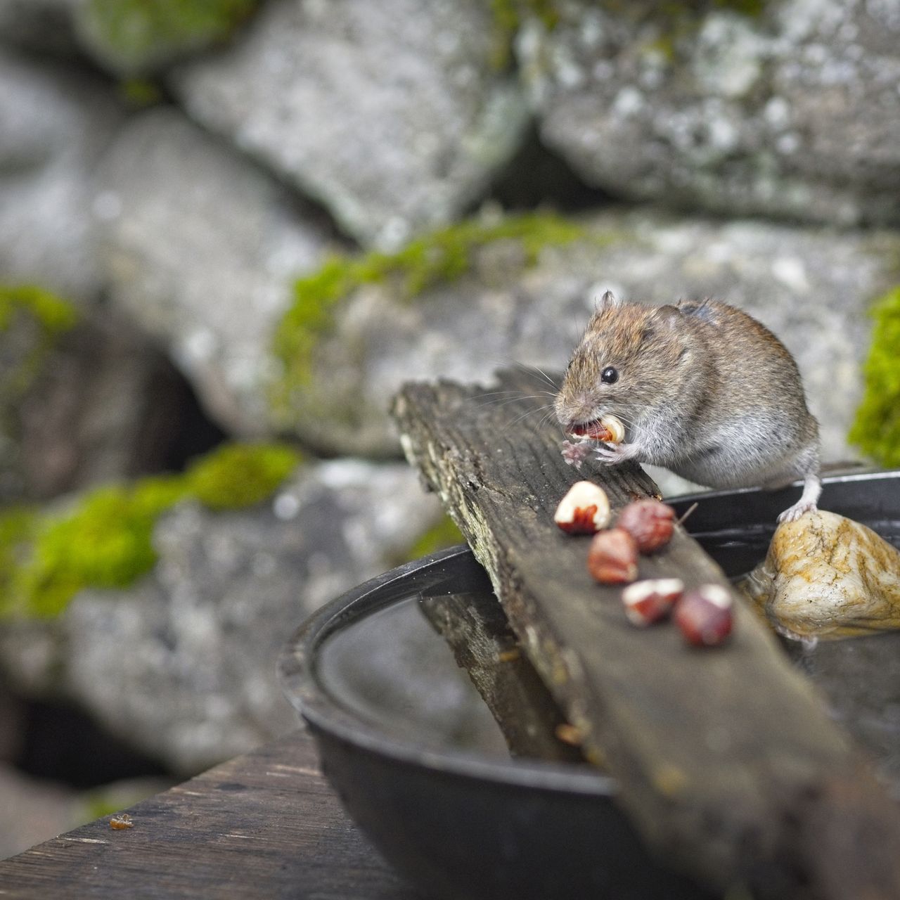 Mouse Eating Smarties
