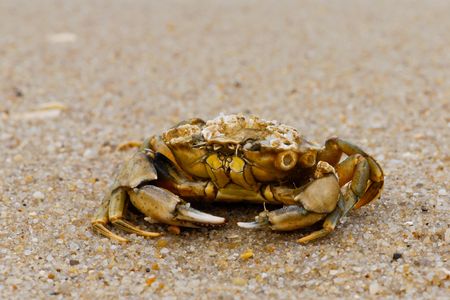 This is a European shore crab in the wild. Crabs like this were used in the study to complete mazes.  