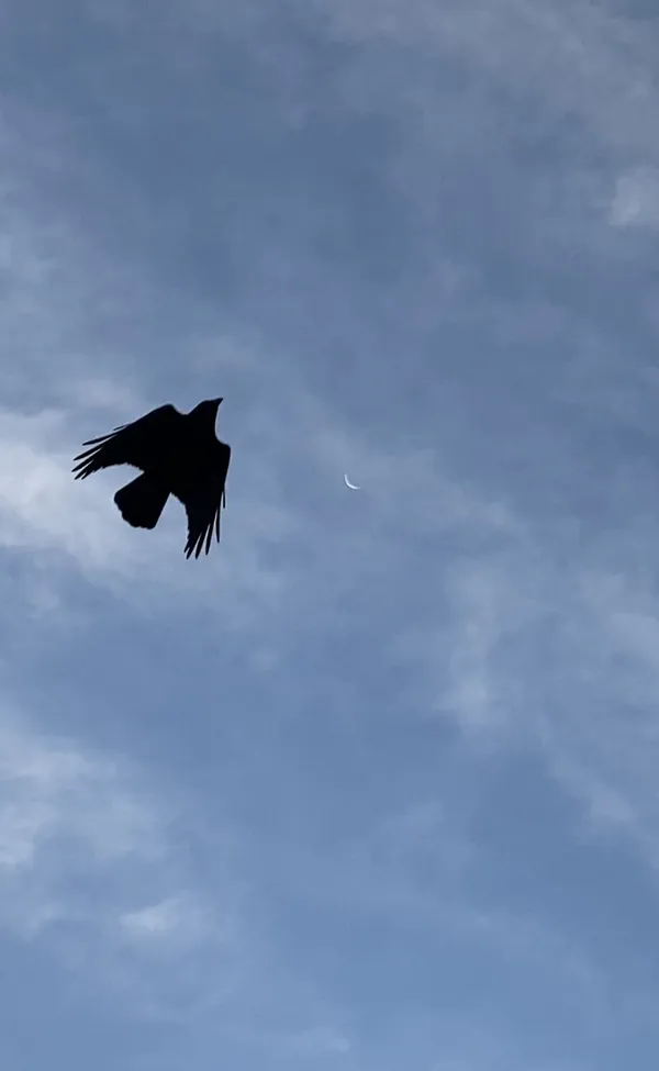 Black Bird near the Moon thumbnail