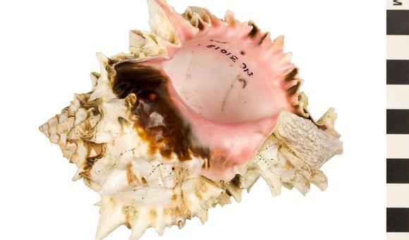 The inside of a lumpy white and brown seashell is smooth and pink.