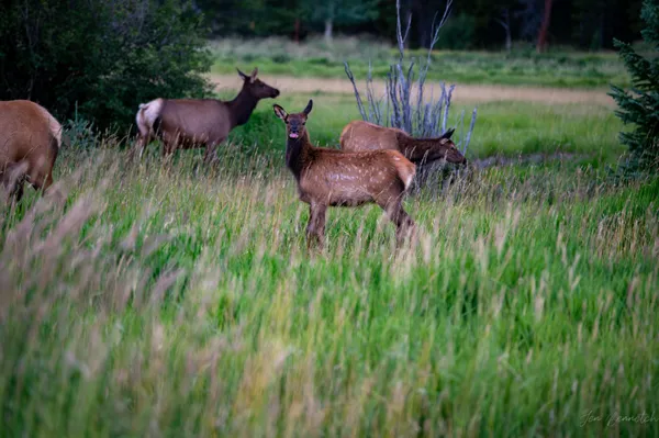 Baby Elk Eating thumbnail