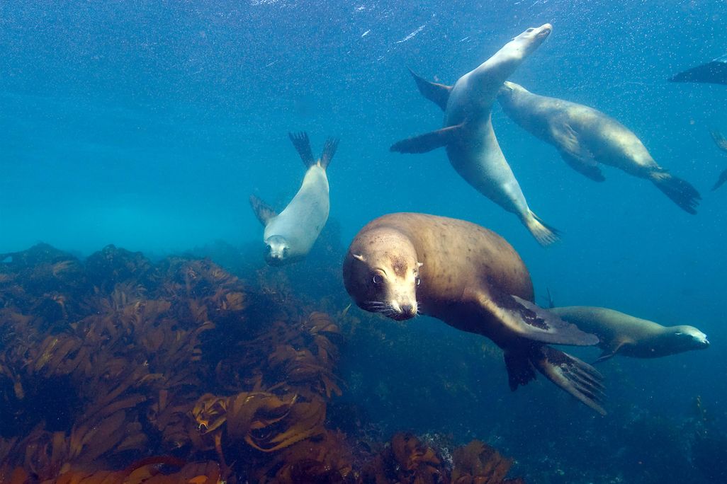 Sea lions