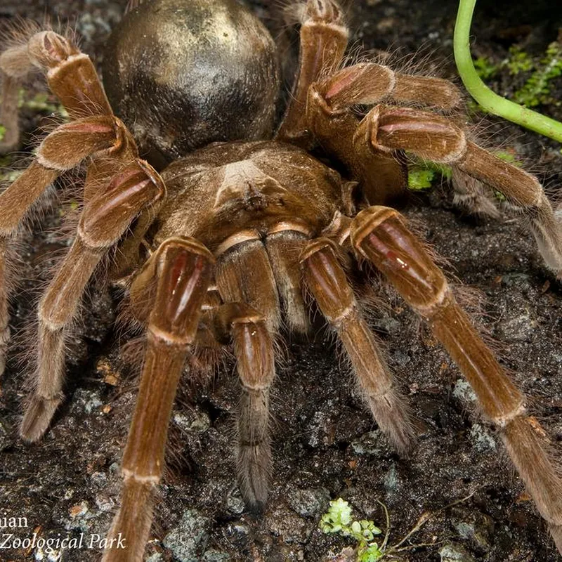 Giant huntsman spider: The largest spider by leg span