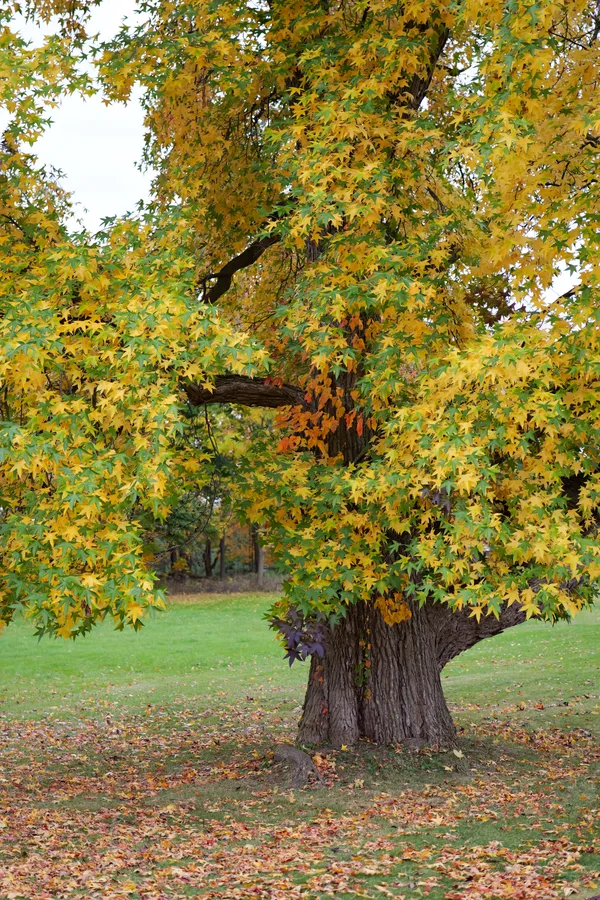 Fall foliage while visiting Lakeview Cemetery thumbnail