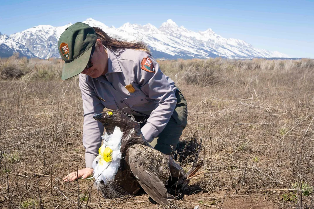 National Park Service ranger installing a papier-mâché bird on the ground