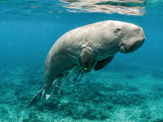 A dugong, also known as a sea cow, in a protected marine reserve in the Philippines. On the mammal&rsquo;s underside, remora fish snack on parasites&mdash;and dugong poop.