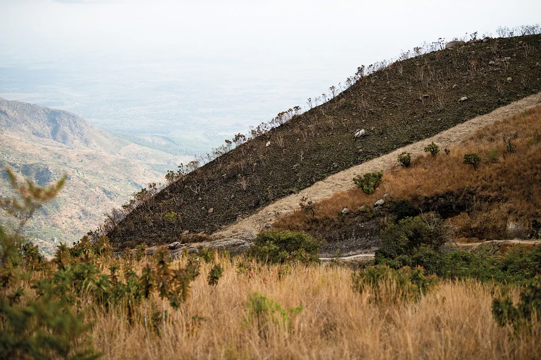 A firebreak near Chambe Hut. Wildfires, sometimes set by farmers to clear plots or poachers to flush out wildlife, are a constant danger to Mulanje’s forests.
