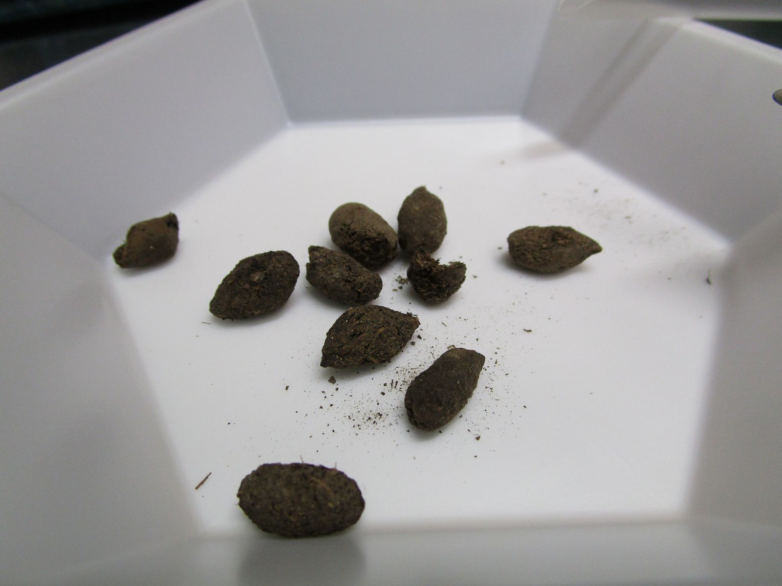 Researchers Investigated Ancient Squirrel Poop Frozen in Permafrost and Found Enlightening Details About the Animal's Ecosystem