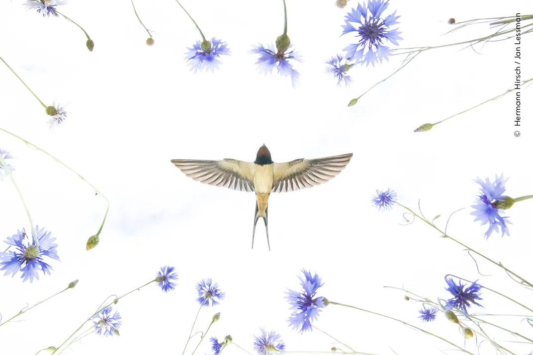 Taken from below, a bird flies above blue flowers, which surround it from all sides