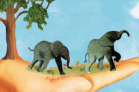 Love, Life, and Elephants: An African Love Story by Daphne Sheldrick