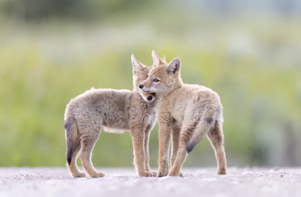 Coyote Brothers thumbnail